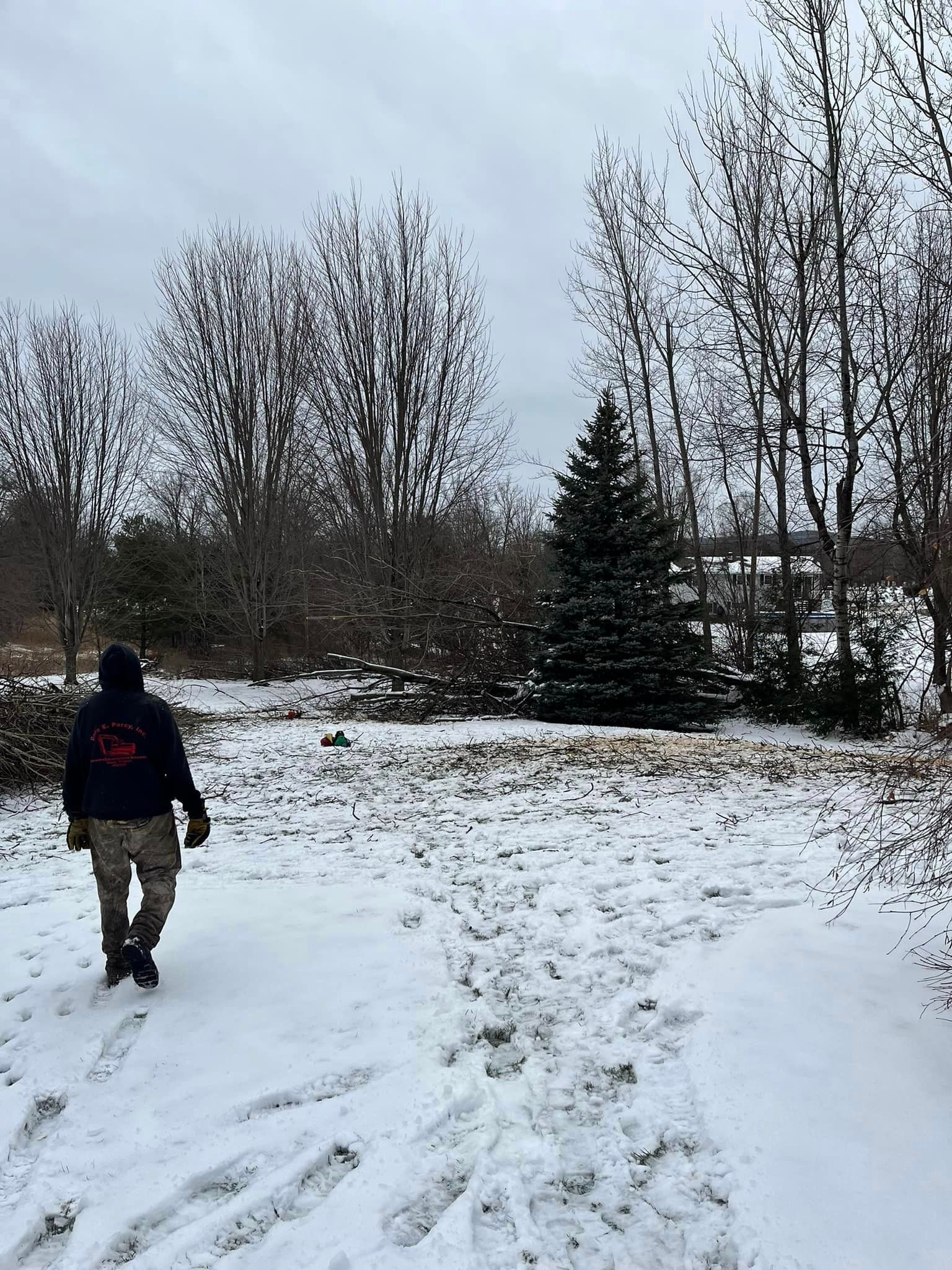 NEK Tree Workz assessing a fallen tree for clean up