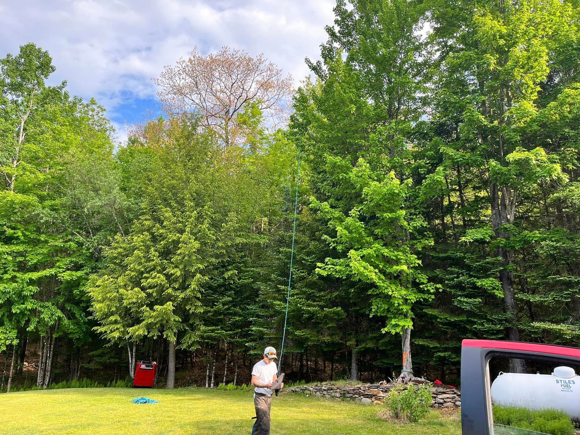 NEK Tree Workz rigging a tree with ropes for a safe trimming of branches