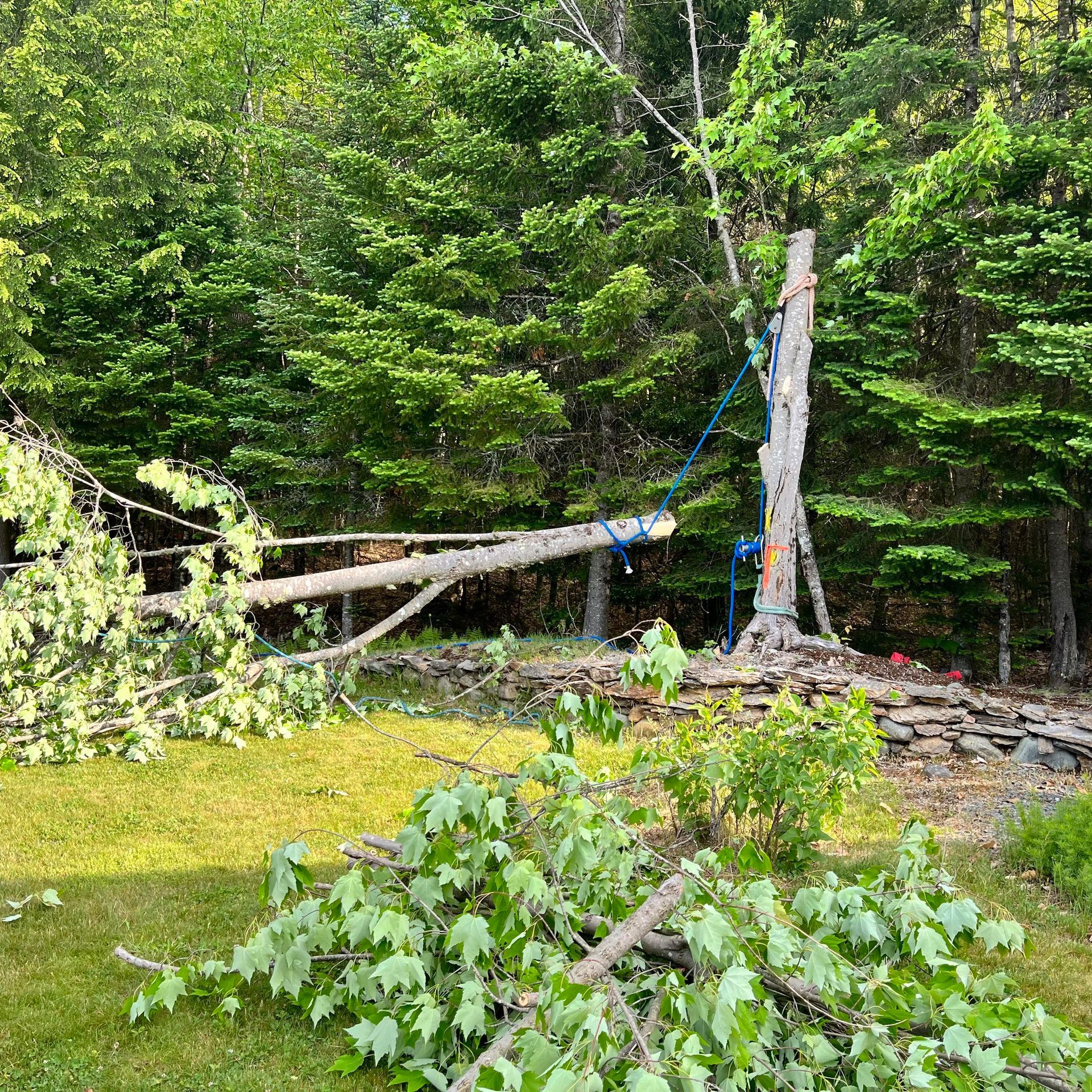 A tree that has branches being safely removed with rigging lines