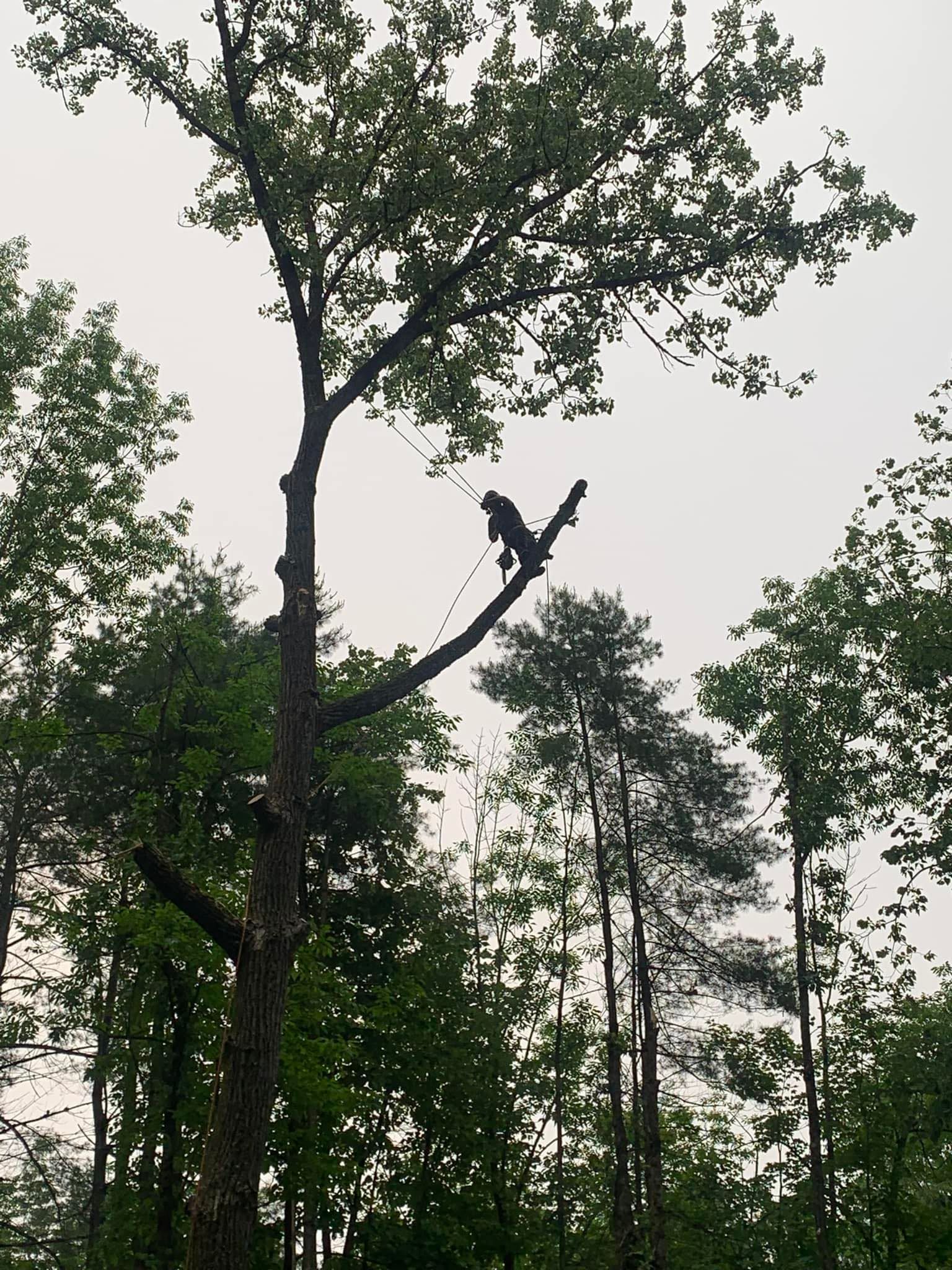 NEK Tree Workz safely removing branches from a rotting tree