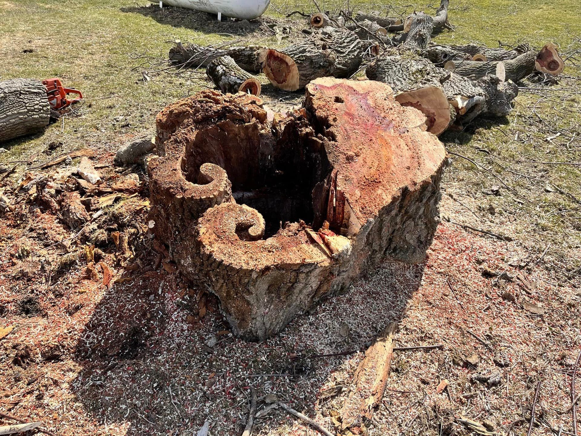 The inside of a rotting tree that was safely removed 