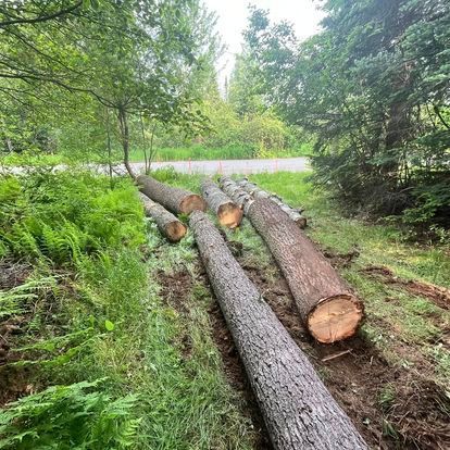 NEK Tree Workz during a tree removal job, logs laying on the ground