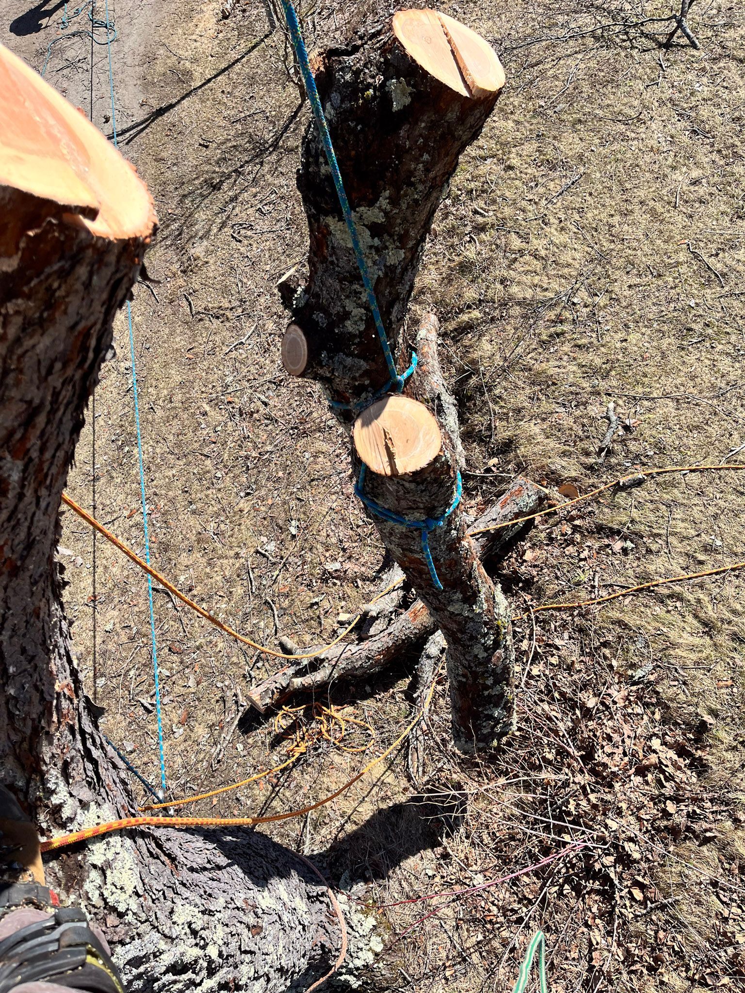 An after photo showing how close three trees were growing together and why they needed to be removed