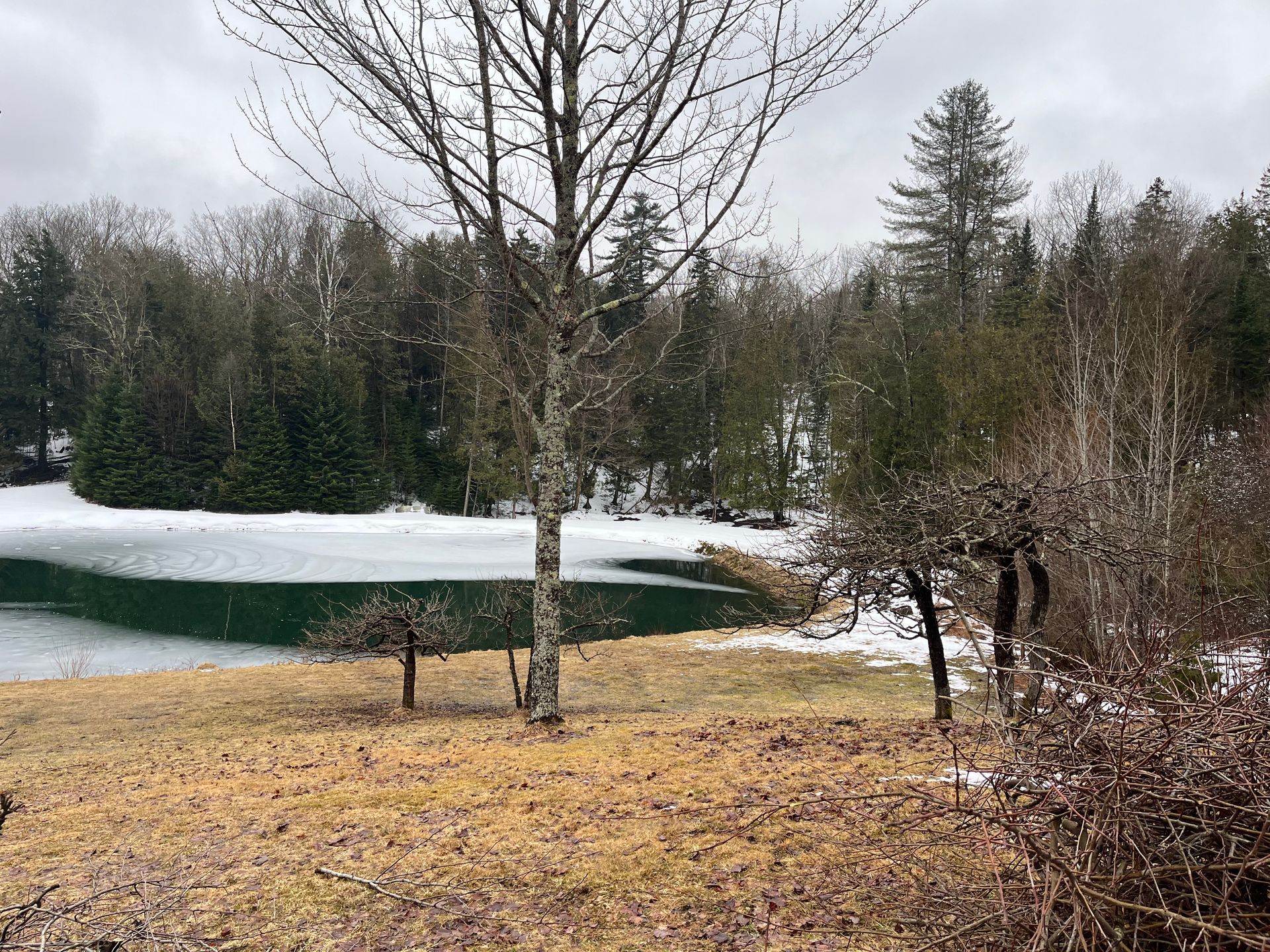 NEK Tree Workz view clearing done during the winter