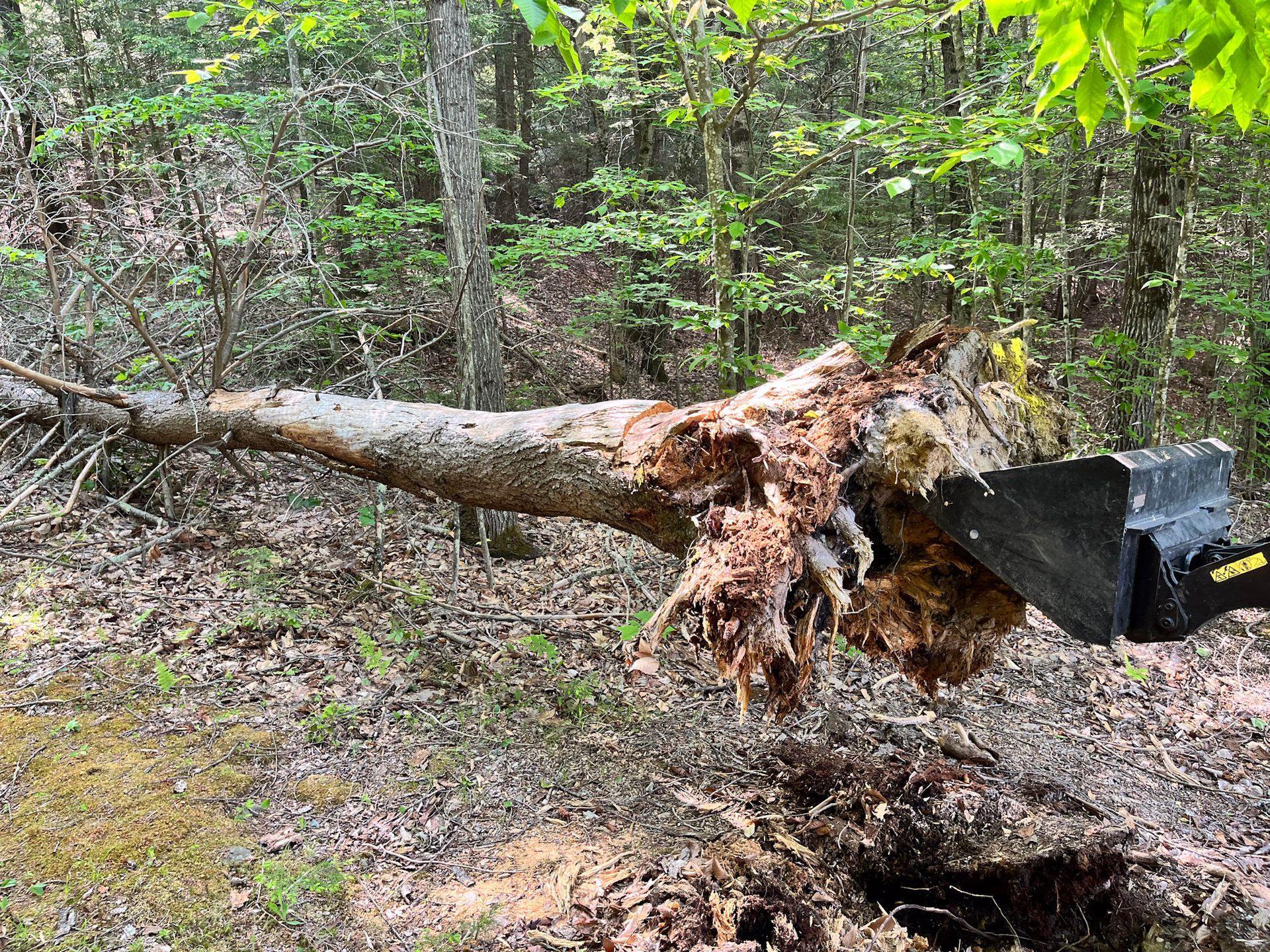 After a storm blew this tree over, NEK Tree Workz cleans up the mess