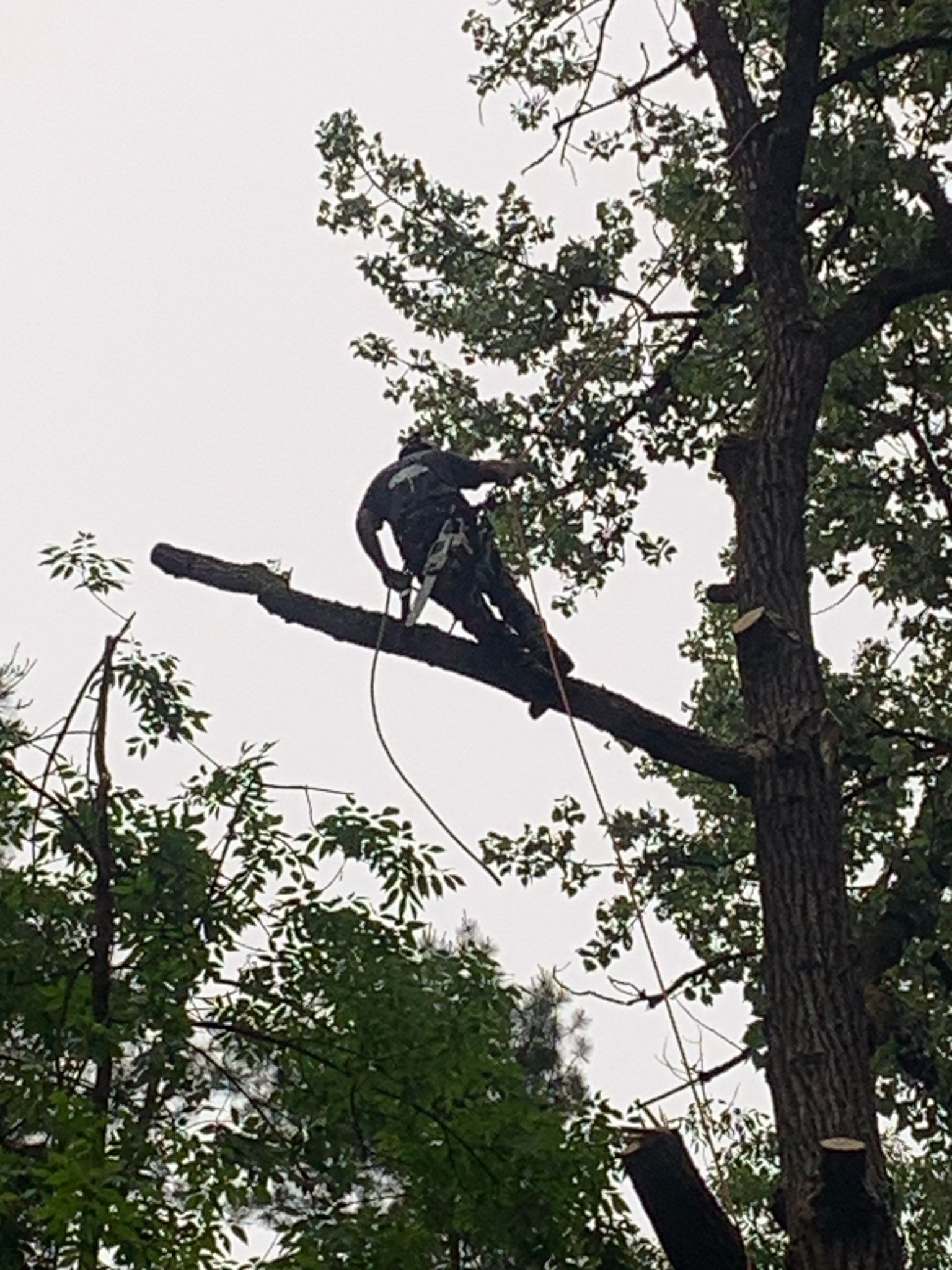 NEK Tree Workz trimming a trees branches