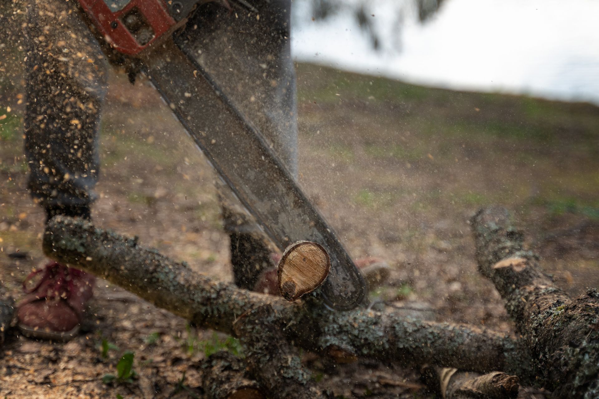 A man sawing wooden logs with a chainsaw in the forest with flying shavings