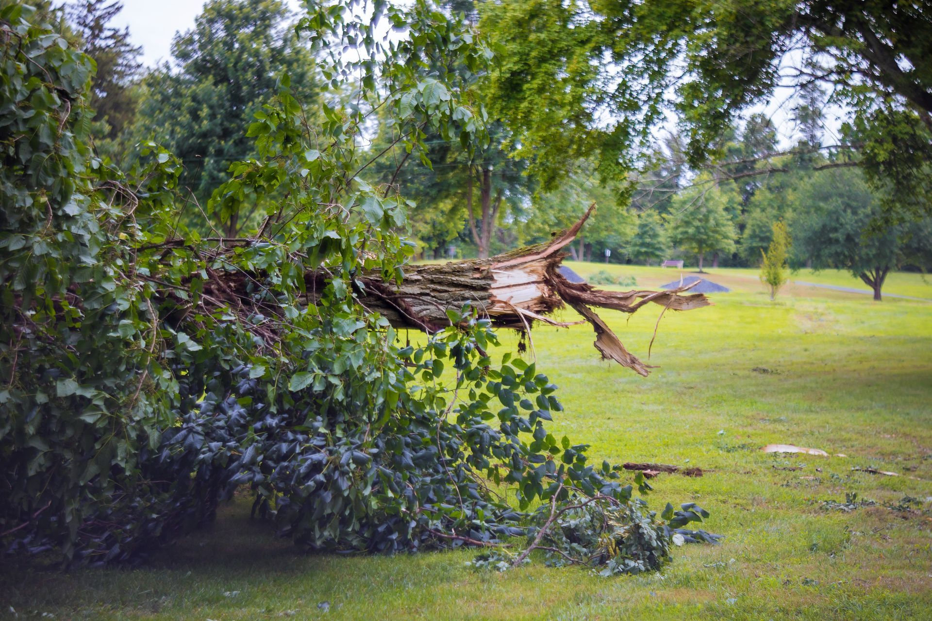 Broken trees after a powerful hurricane in the forest after a storm.