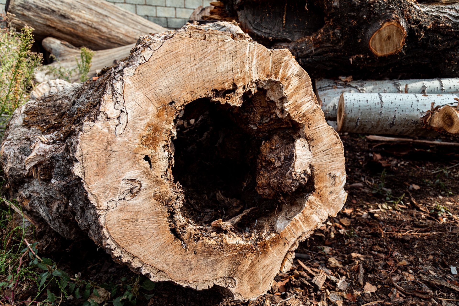 A hollow tree stump, removed by NEK Tree Workz