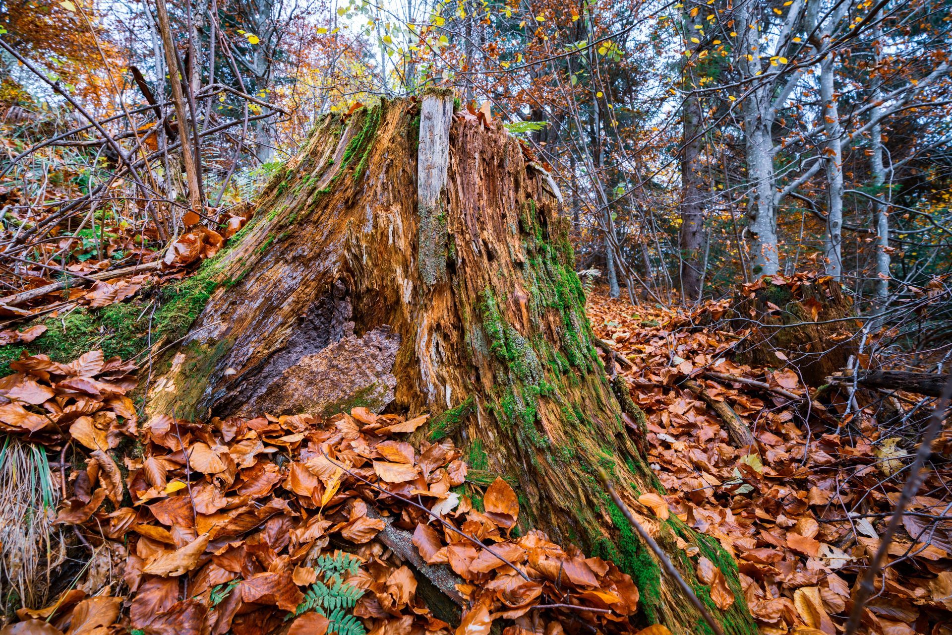 A rotting tree stump in the Vermont Woods