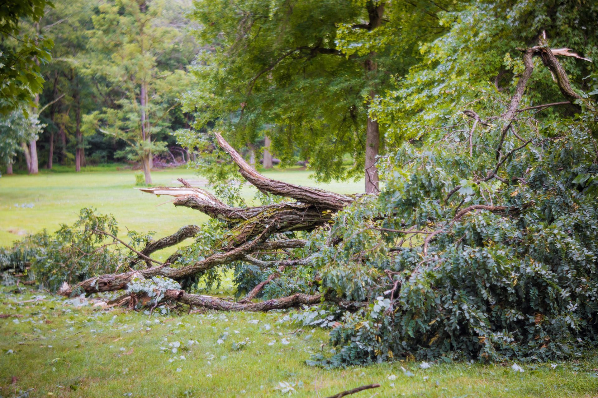 A tree lies in pieces following a severe storm in Vermont