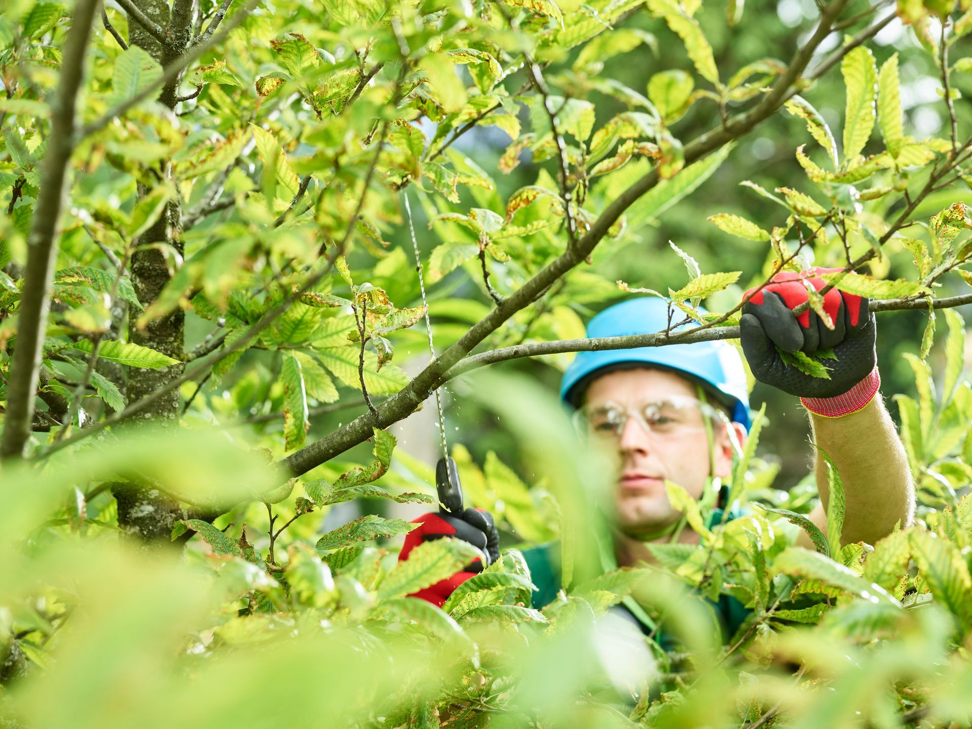 Tree cutter pruning of tree