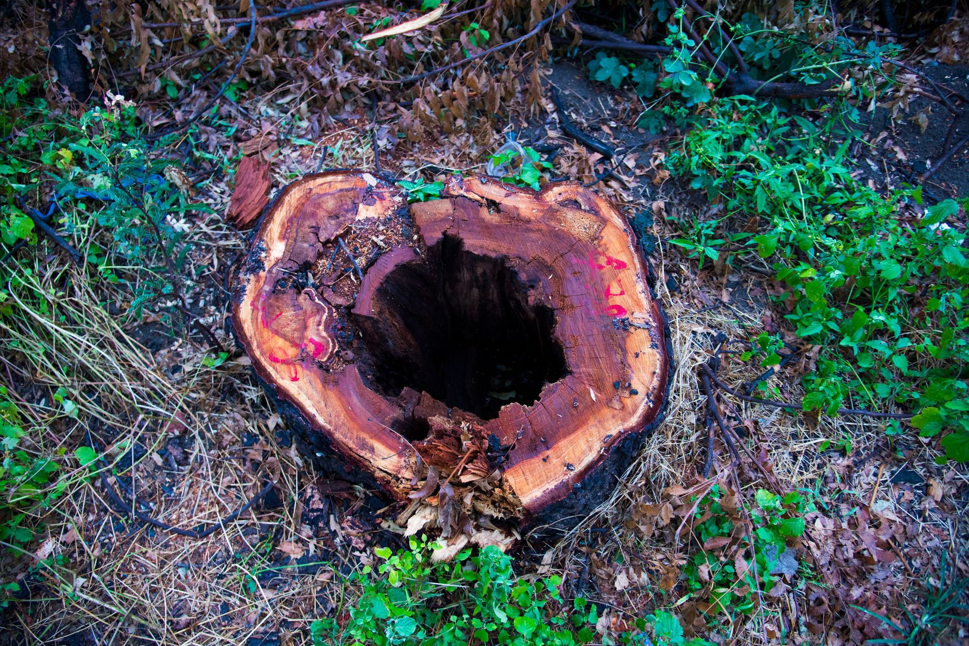 Cutting down a tree in the forest and destroying of trees for the needs of mankind lead to disaster 