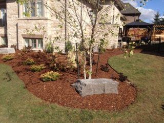 Backyard Landscaping