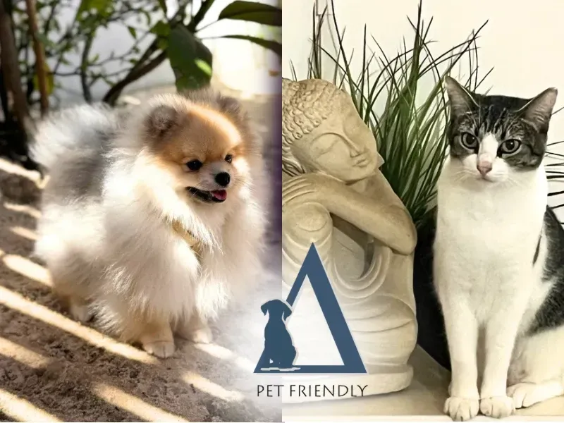 Colagem de fotos mostrando um cachorro pequeno e um gato na Quattuor Cabanas, destacando o selo 'Pet Friendly' da pousada em São Miguel do Gostoso.