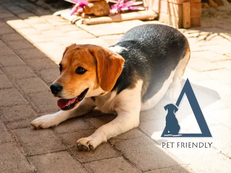 Cachorra Beagle chamada Lupi, anfitriã pet da Quattuor Cabanas, deitada no chão de lajotas sob o selo 'Pet Friendly' em São Miguel do Gostoso.