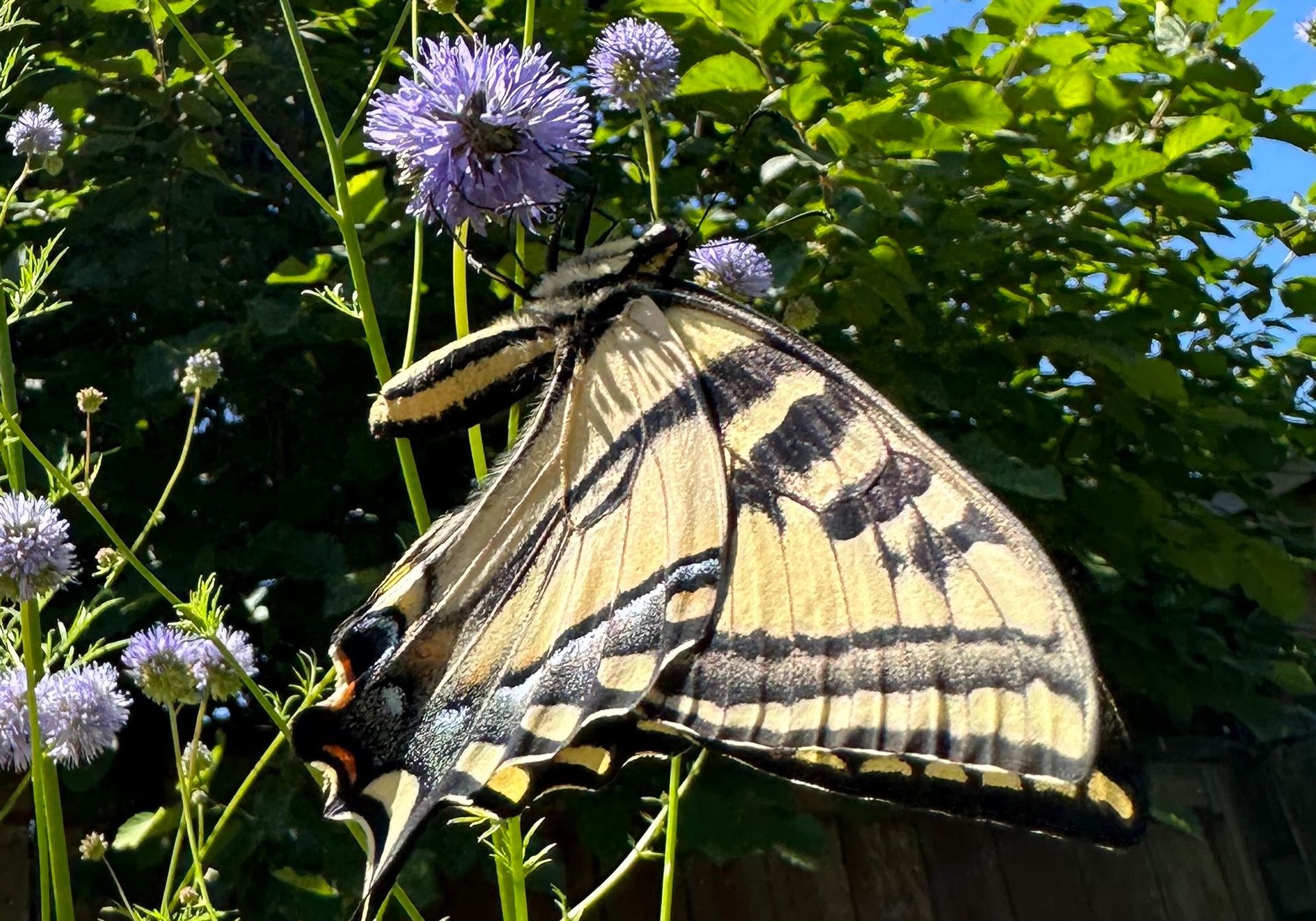 Western Tiger Swallowtail Blue Gilia native plant native butterfly