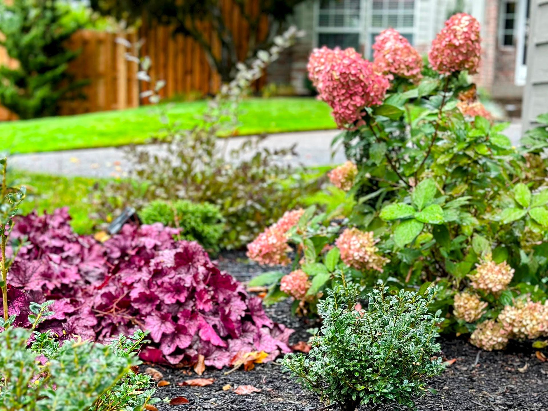 front yard pollinator plants drought tolerant low water no lawn