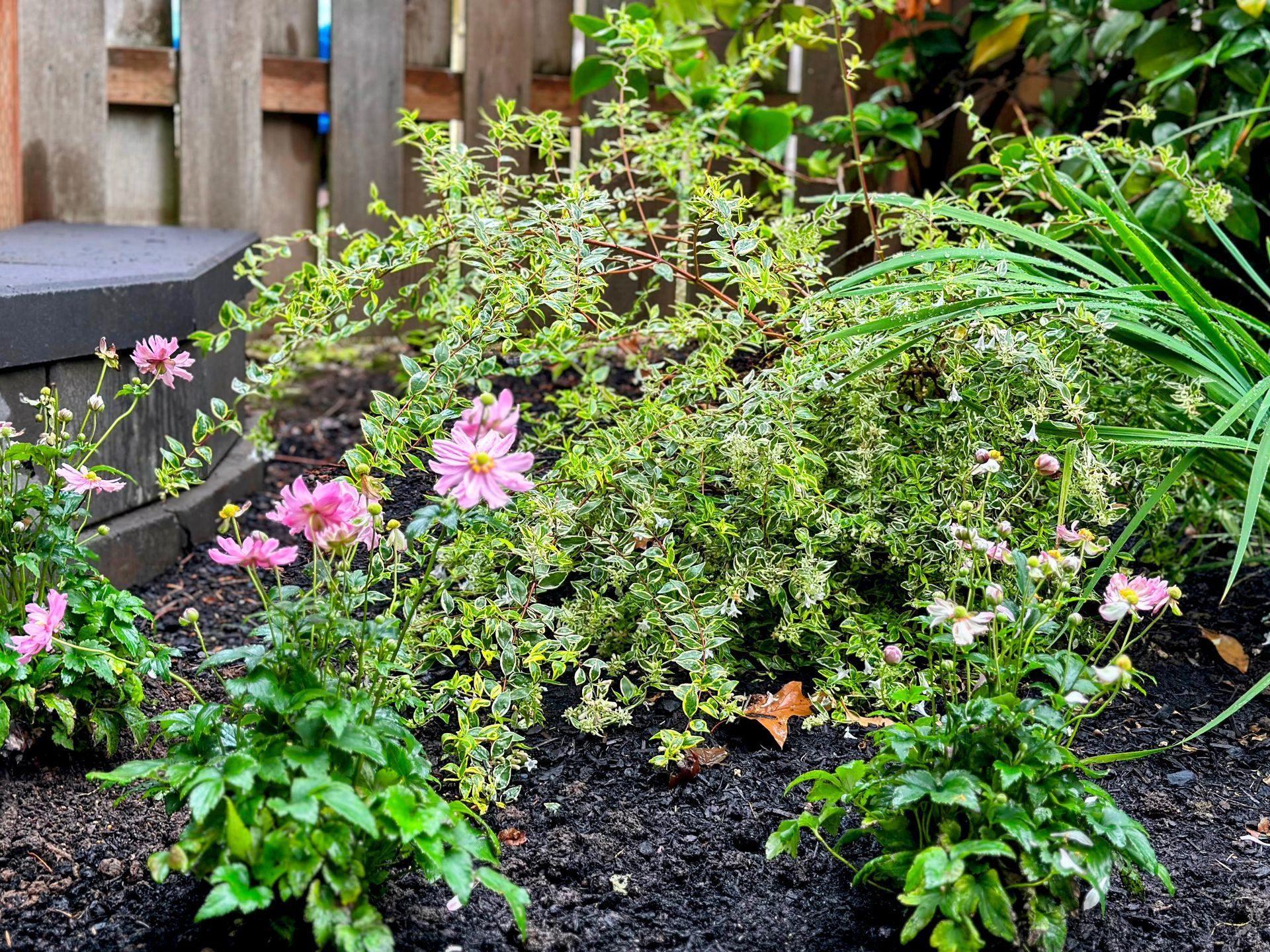 front yard raised garden beds and flagstone pathway with pollinator plants