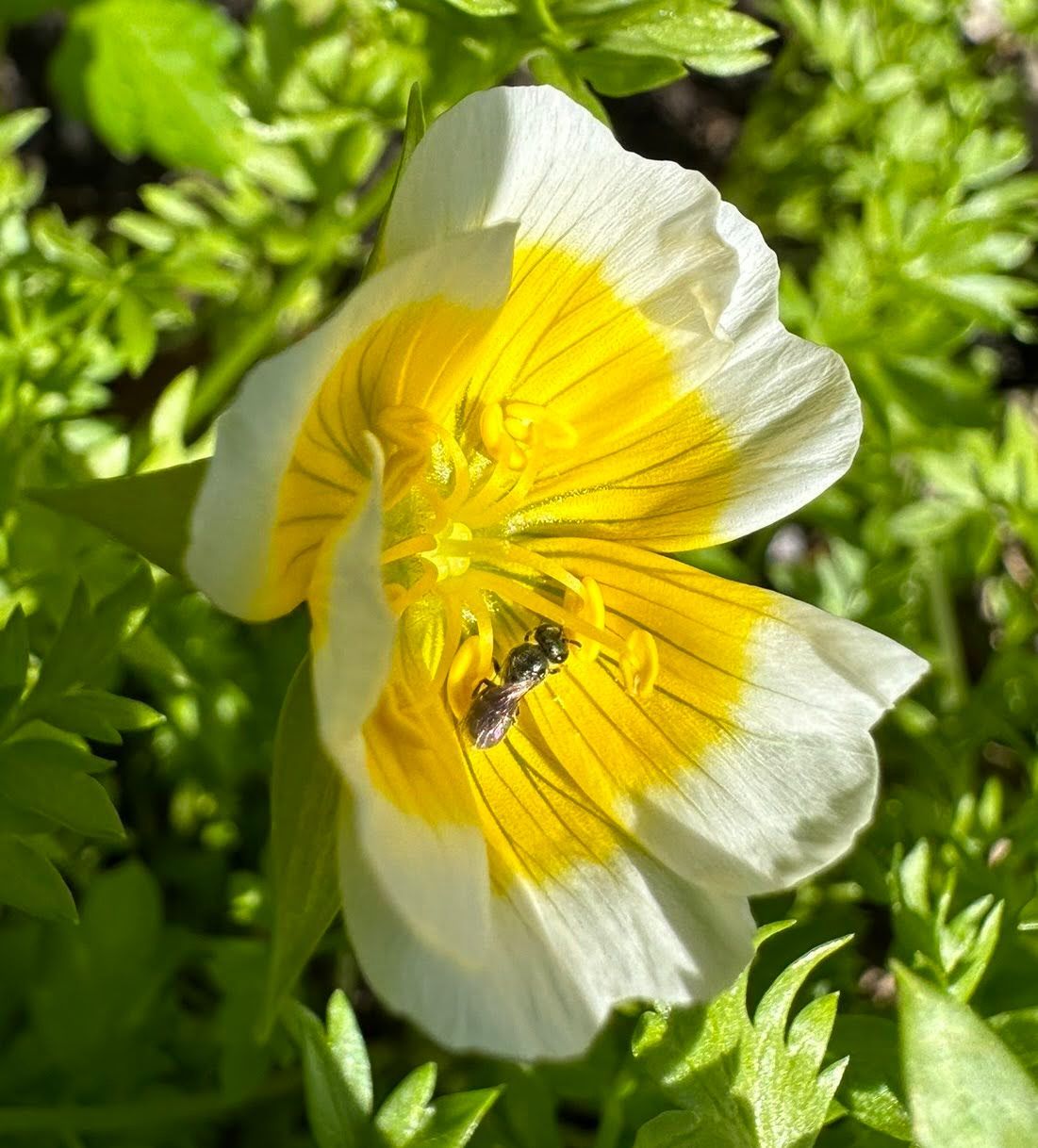 Metallic Sweat Bee on Douglas Meadowfoam native insect on native plant