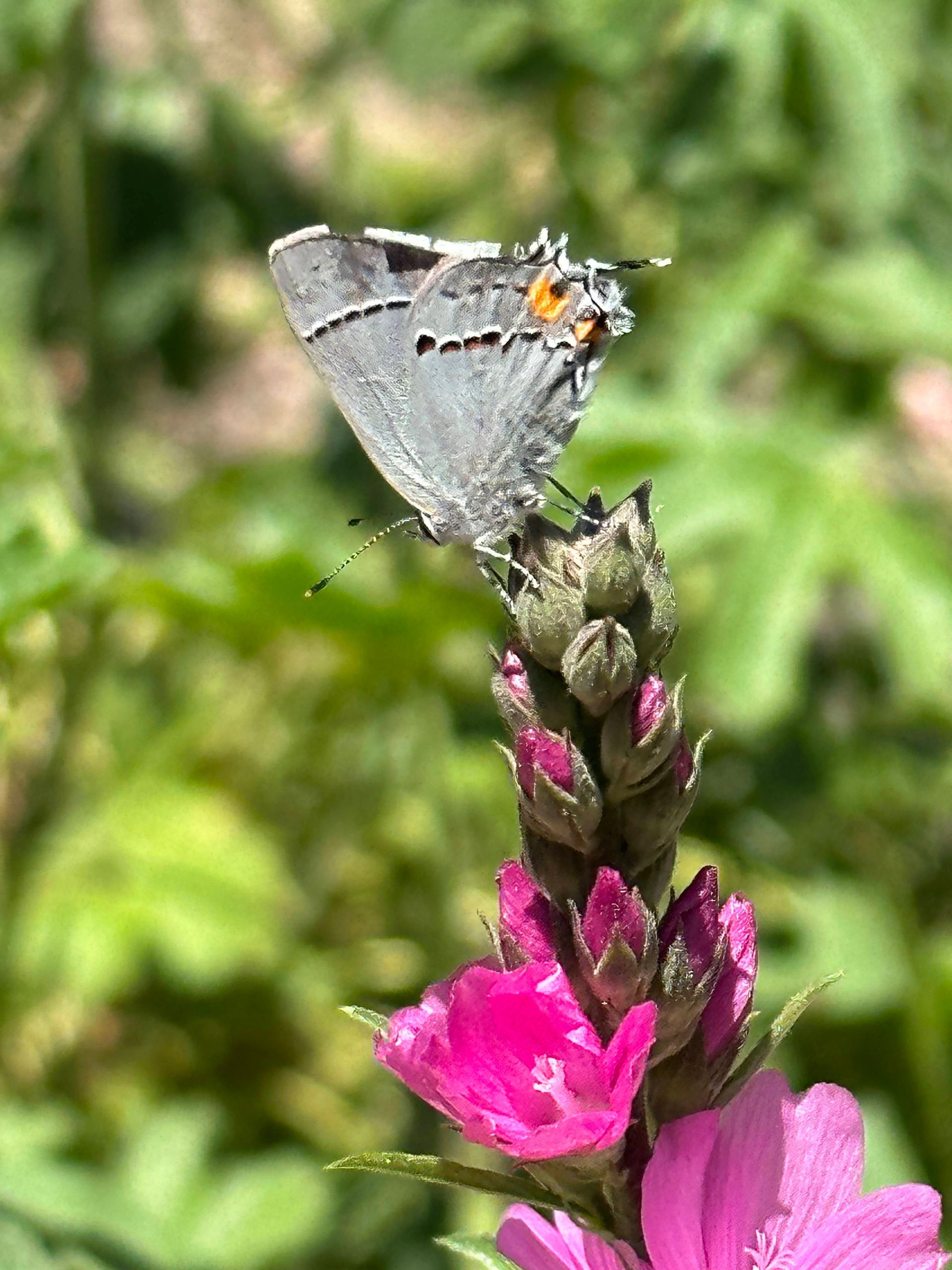 Hairstreak butterfly on checkermallow pollinator plant