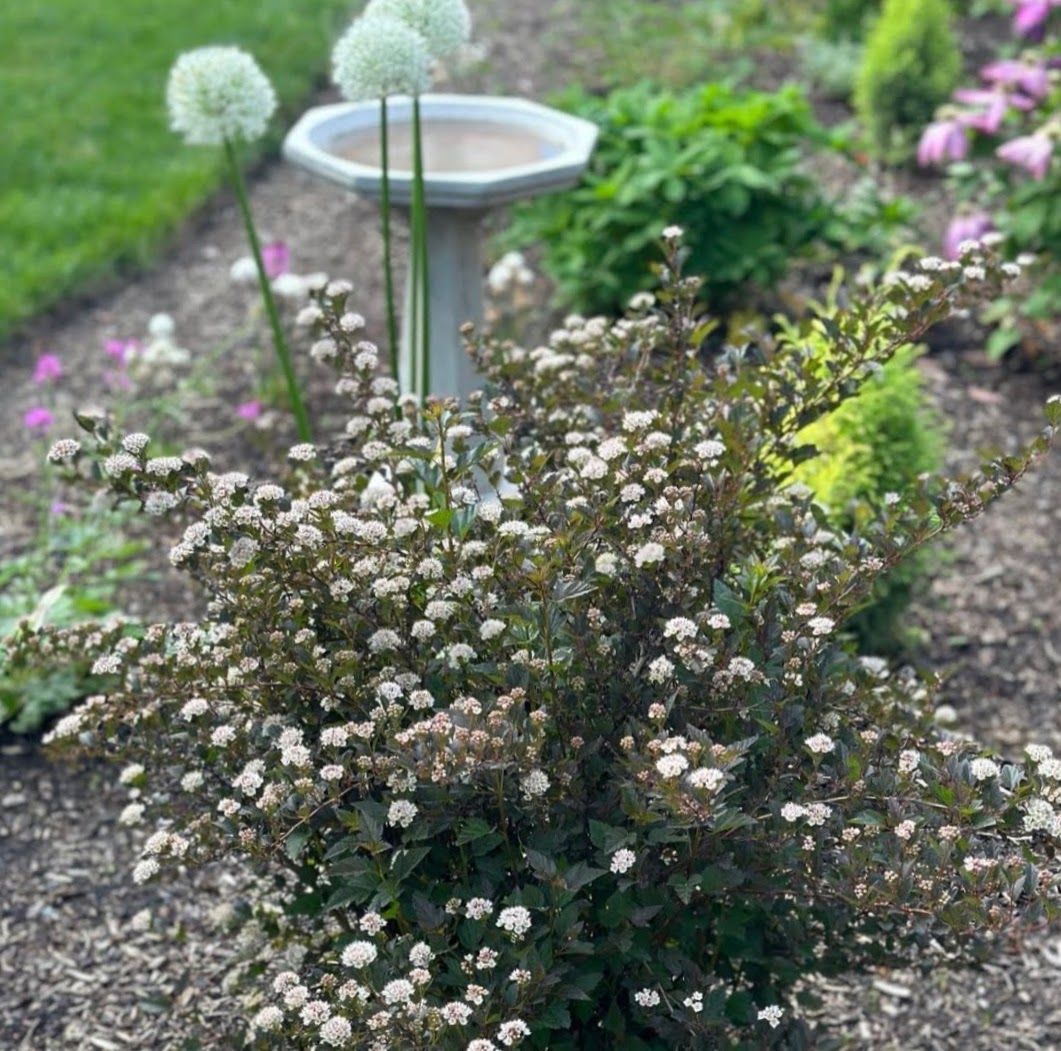 garden design with year round color