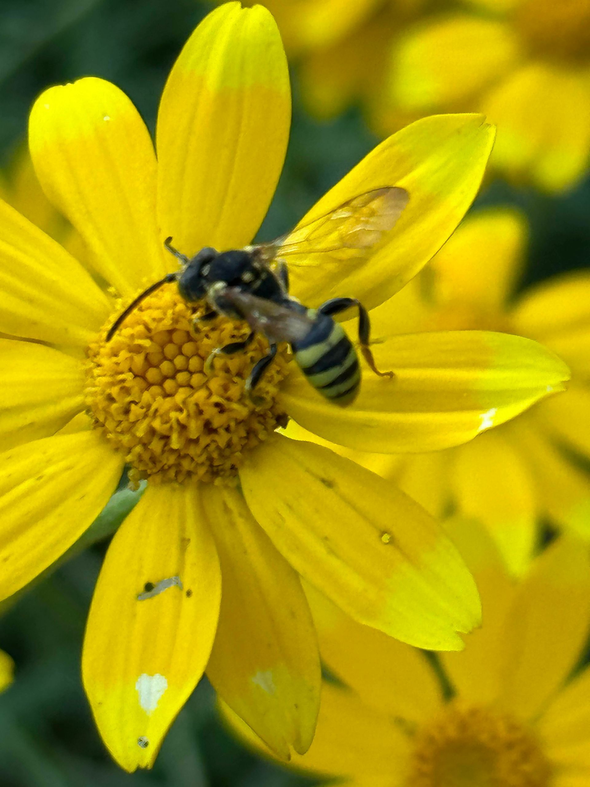 Nomad Bee on Oregon Sunshine native insect on native plant
