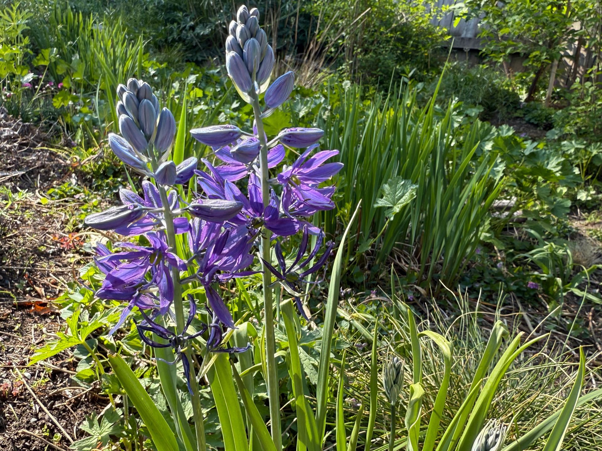 Native plant rain garden with vibrant flower colors