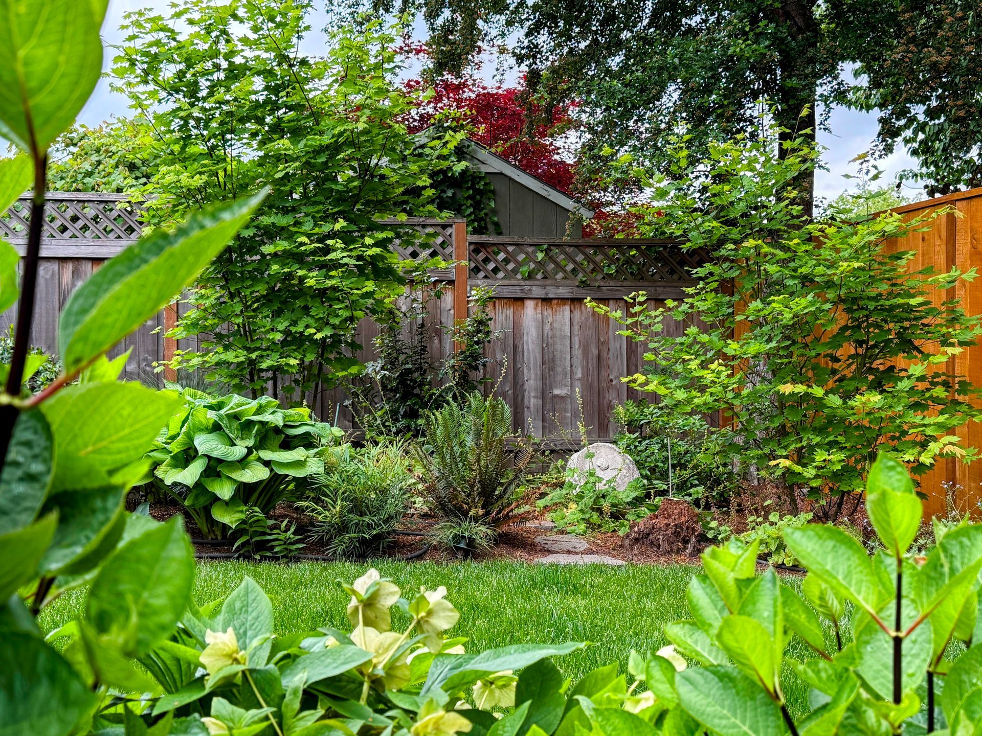 woodland plants native and hosta birdbath