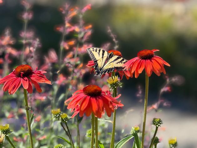 low water sustainable garden with echinacea and agastache and butterfly
