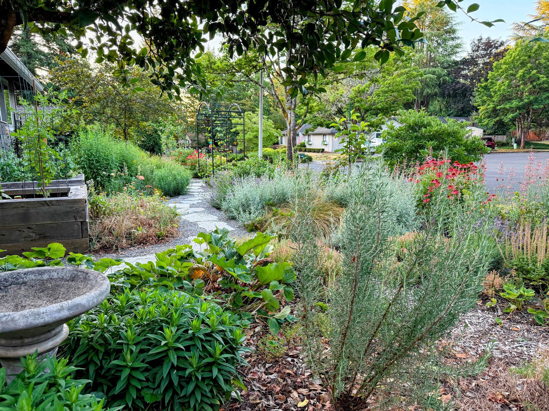 front yard pollinator plants drought tolerant low water no lawn