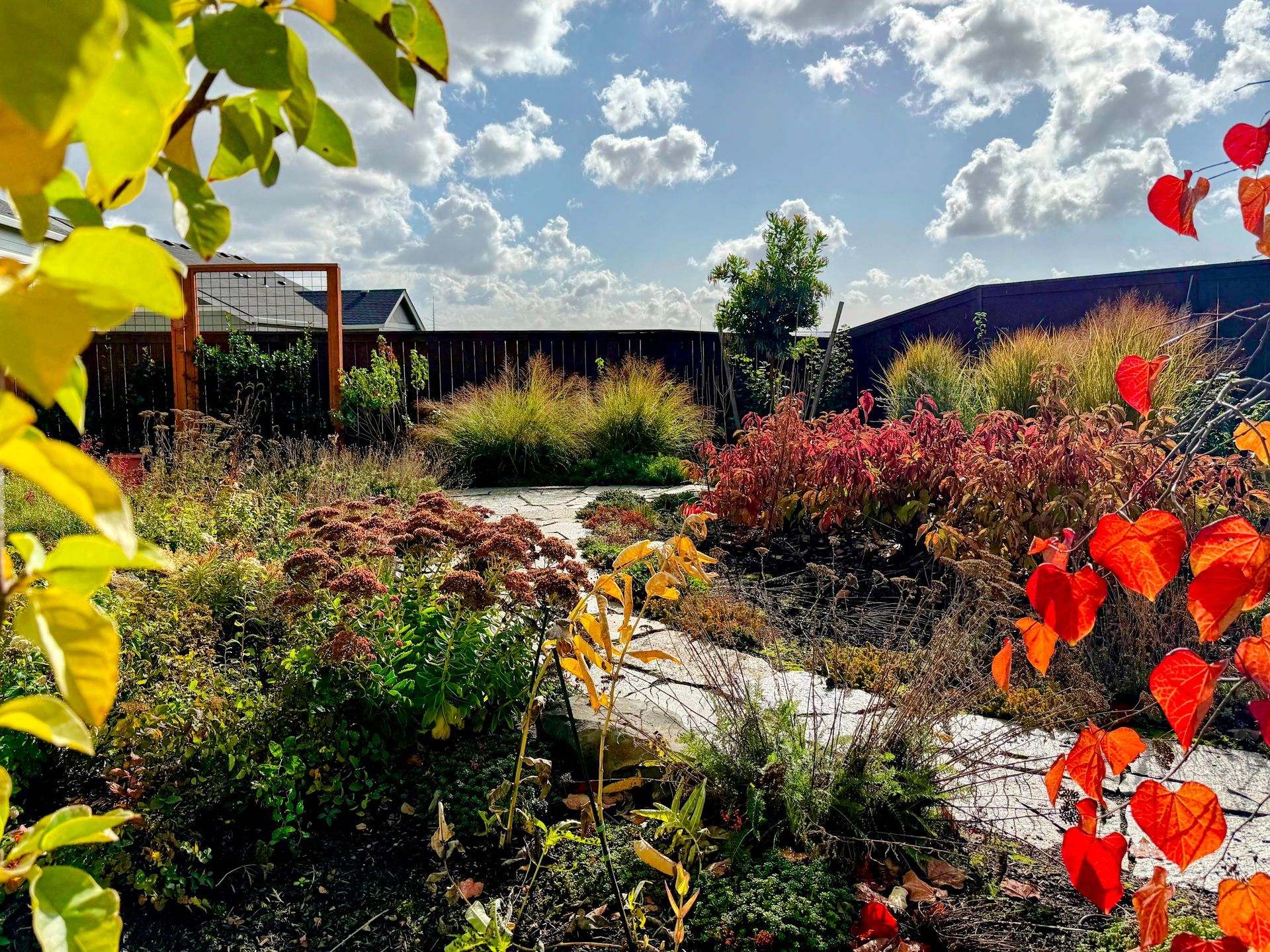 Native plant rain garden with vibrant flower colors