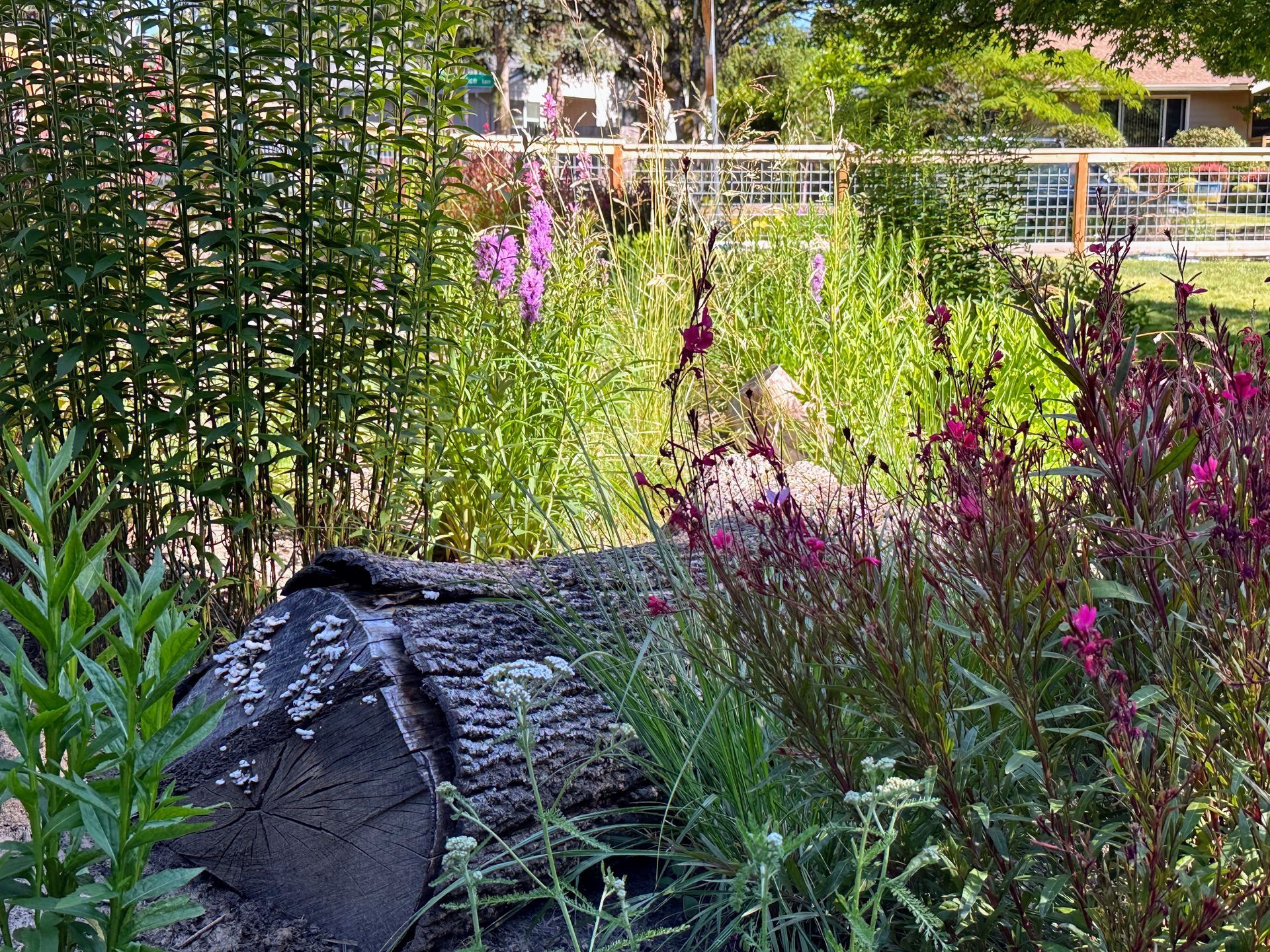 Seasonal flower and habitat garden with nurse log.