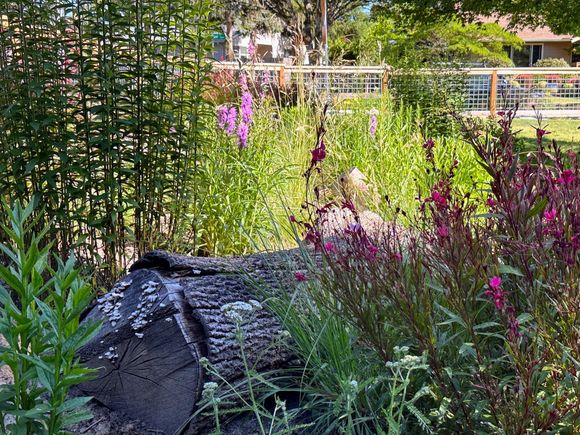 Seasonal flower and habitat garden with nurse log.