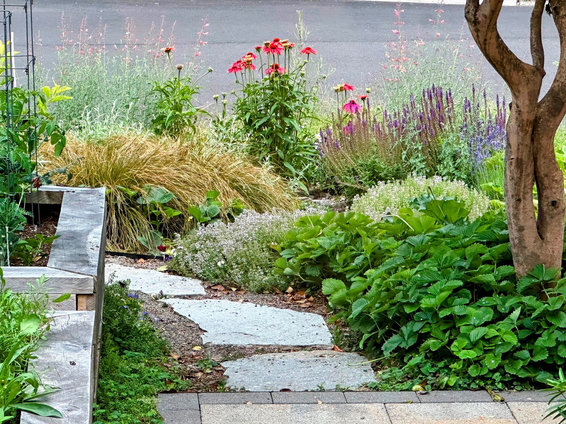 front yard pollinator plants drought tolerant low water no lawn