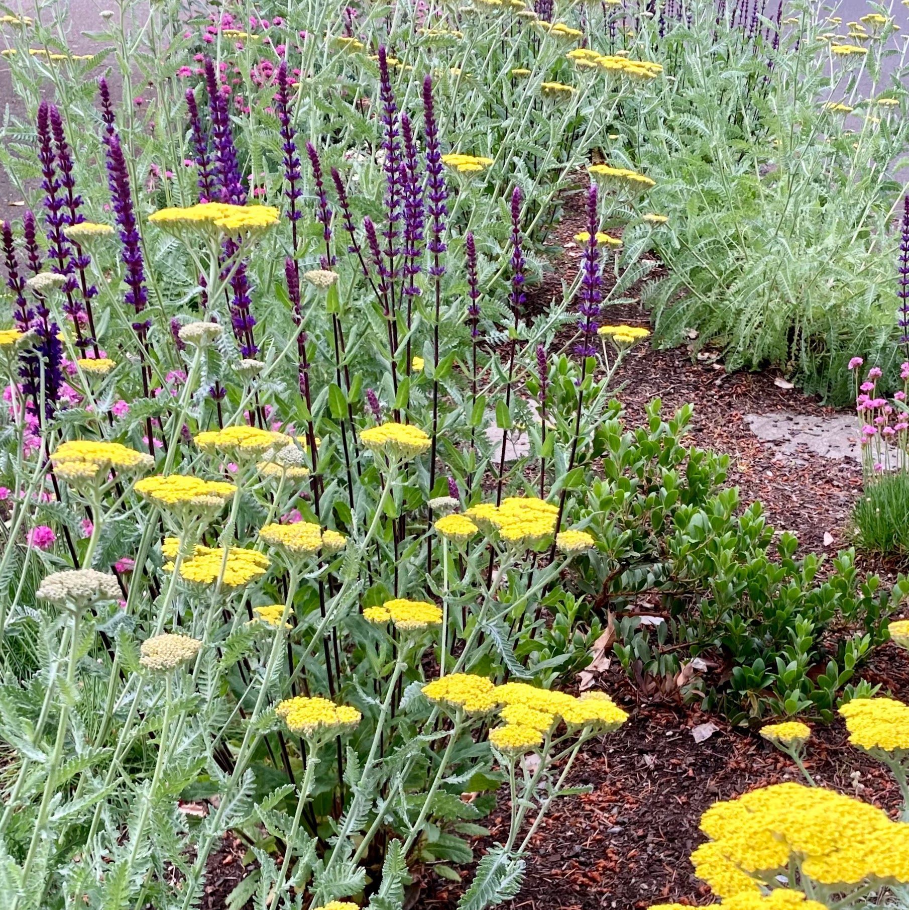 sidewalk strip hell strip with colorful flowers
