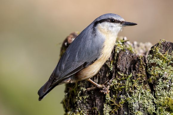 Nuthatch bird image