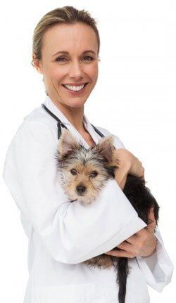 Veterinarian Holding a Puppy - Animal Therapy in Paxton, IL