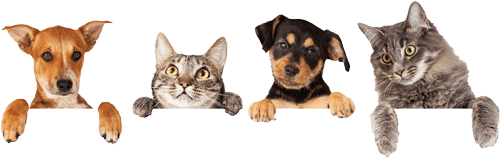 Cats and Dogs - Vets in Paxton, IL