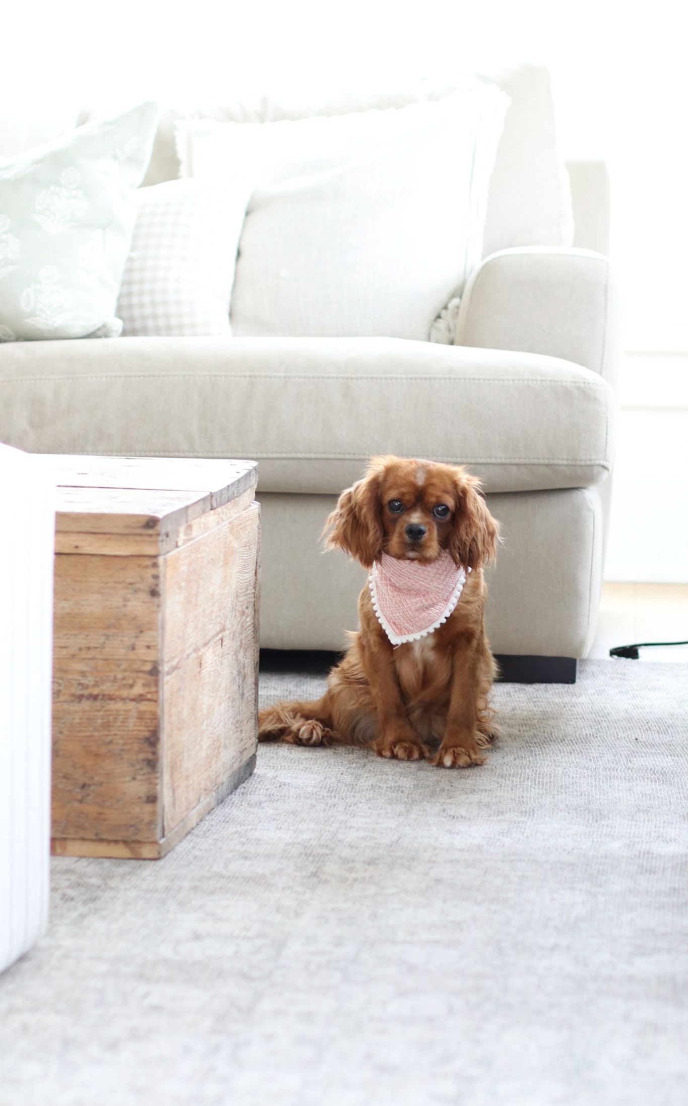Cavapoo Puppies, Cavapoo Puppy, Cavapoo Puppies for sale, Cavapoo Breeder, Puppies for sale, Cavapoo for sale near me