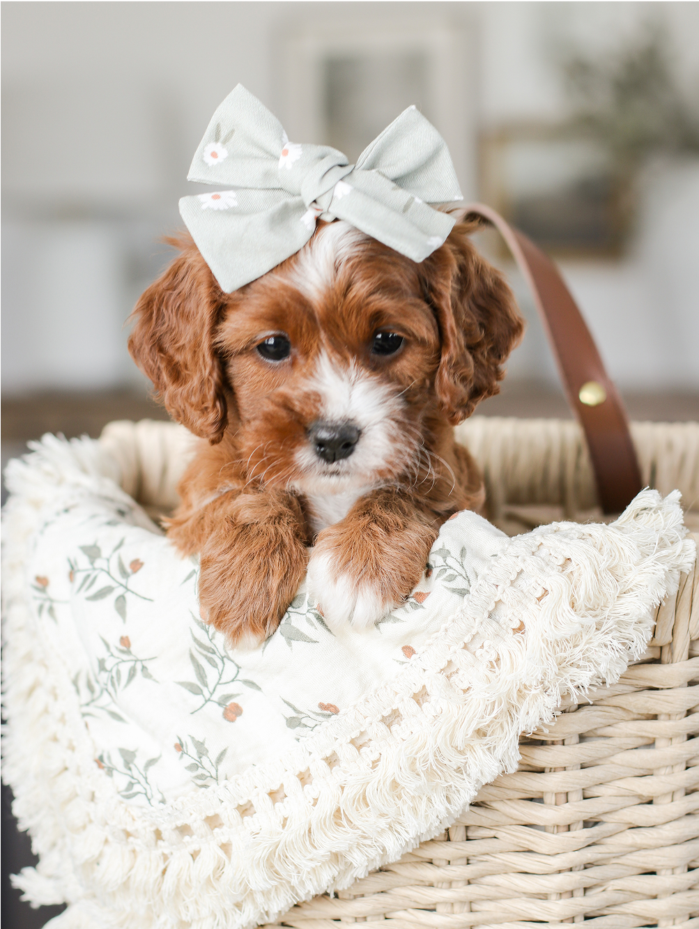 Female cavapoo puppy in a basket