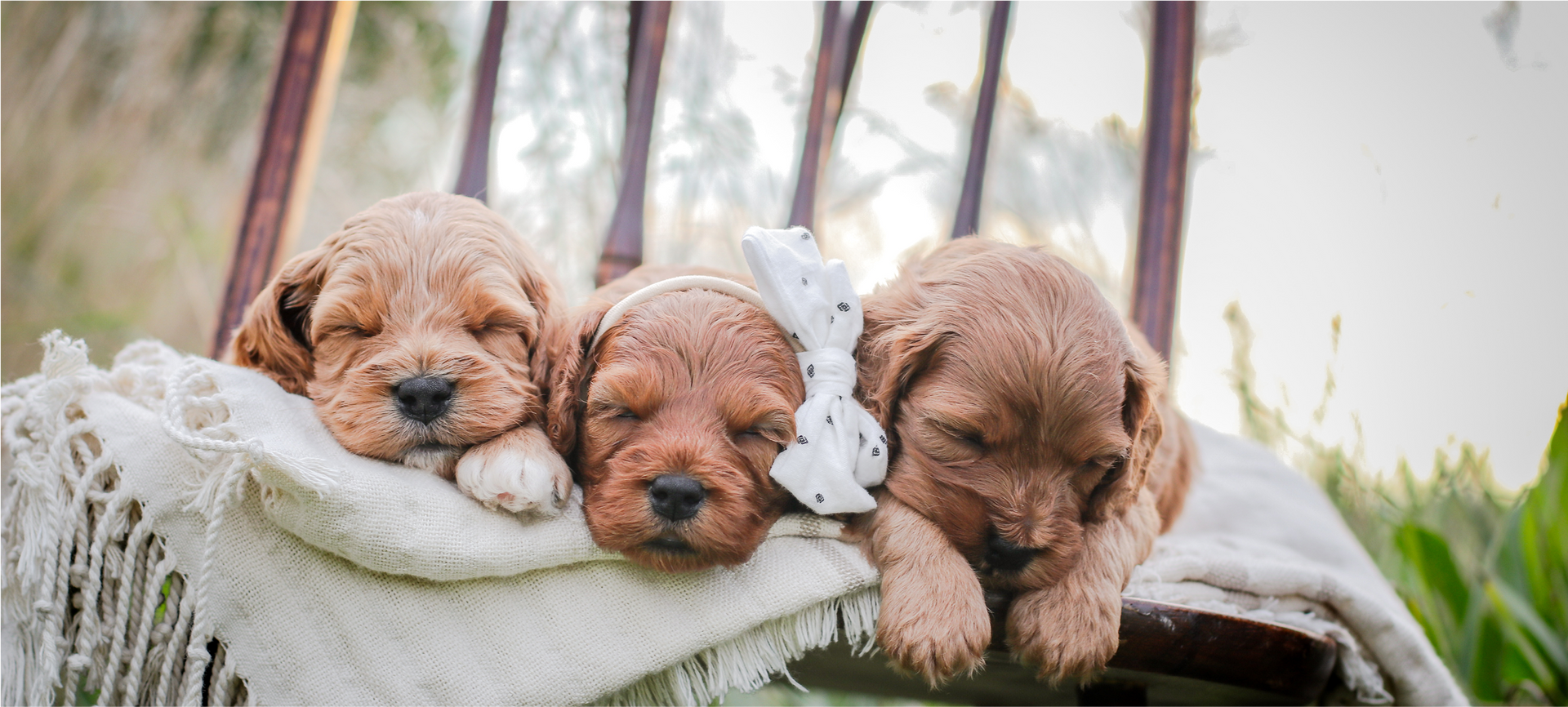 Sleeping cavapoo puppy, Cavapoo Puppies for sale