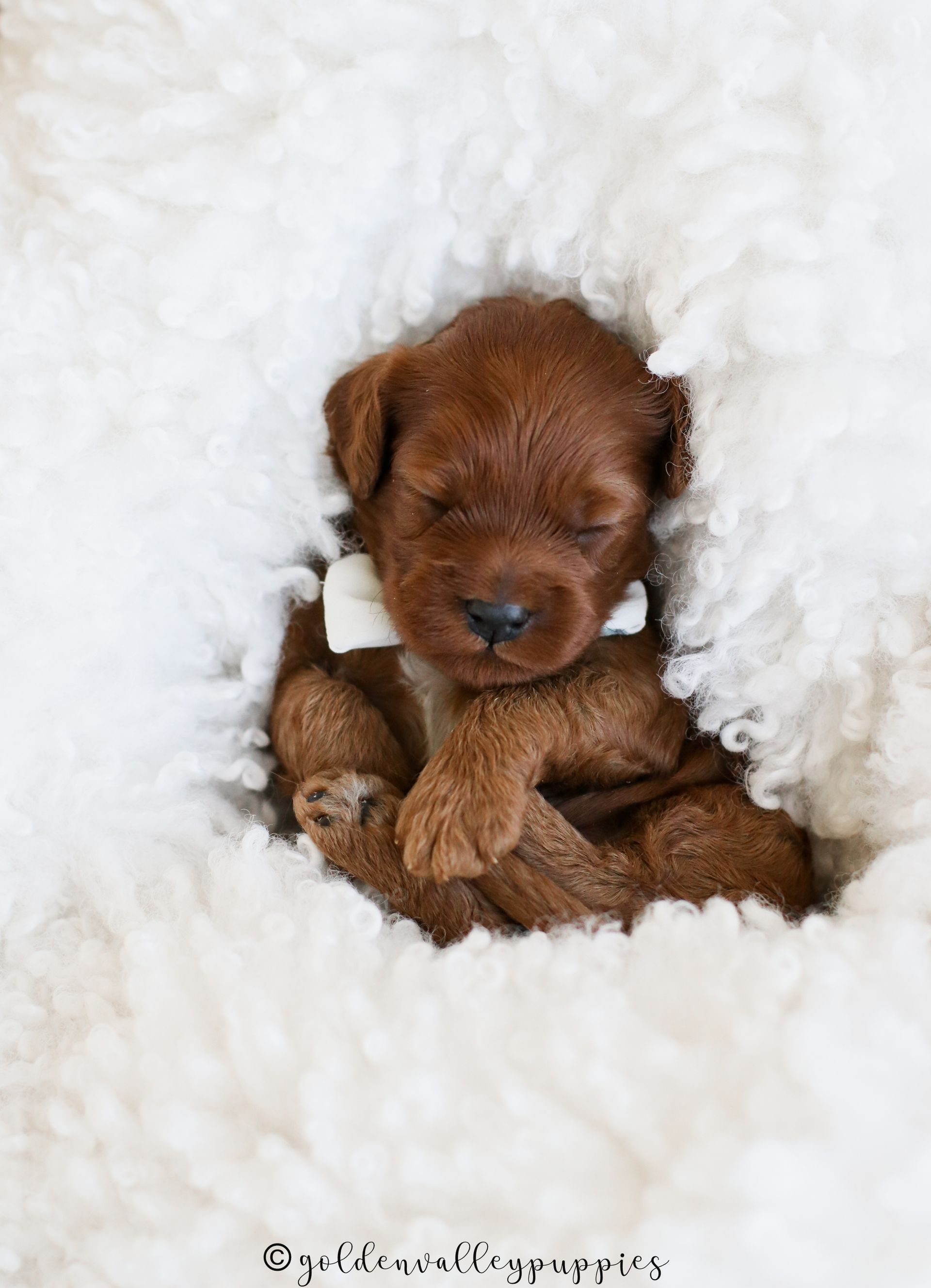 Ember’s Cavapoo Puppies | Toy & Mini Cavapoos Iowa