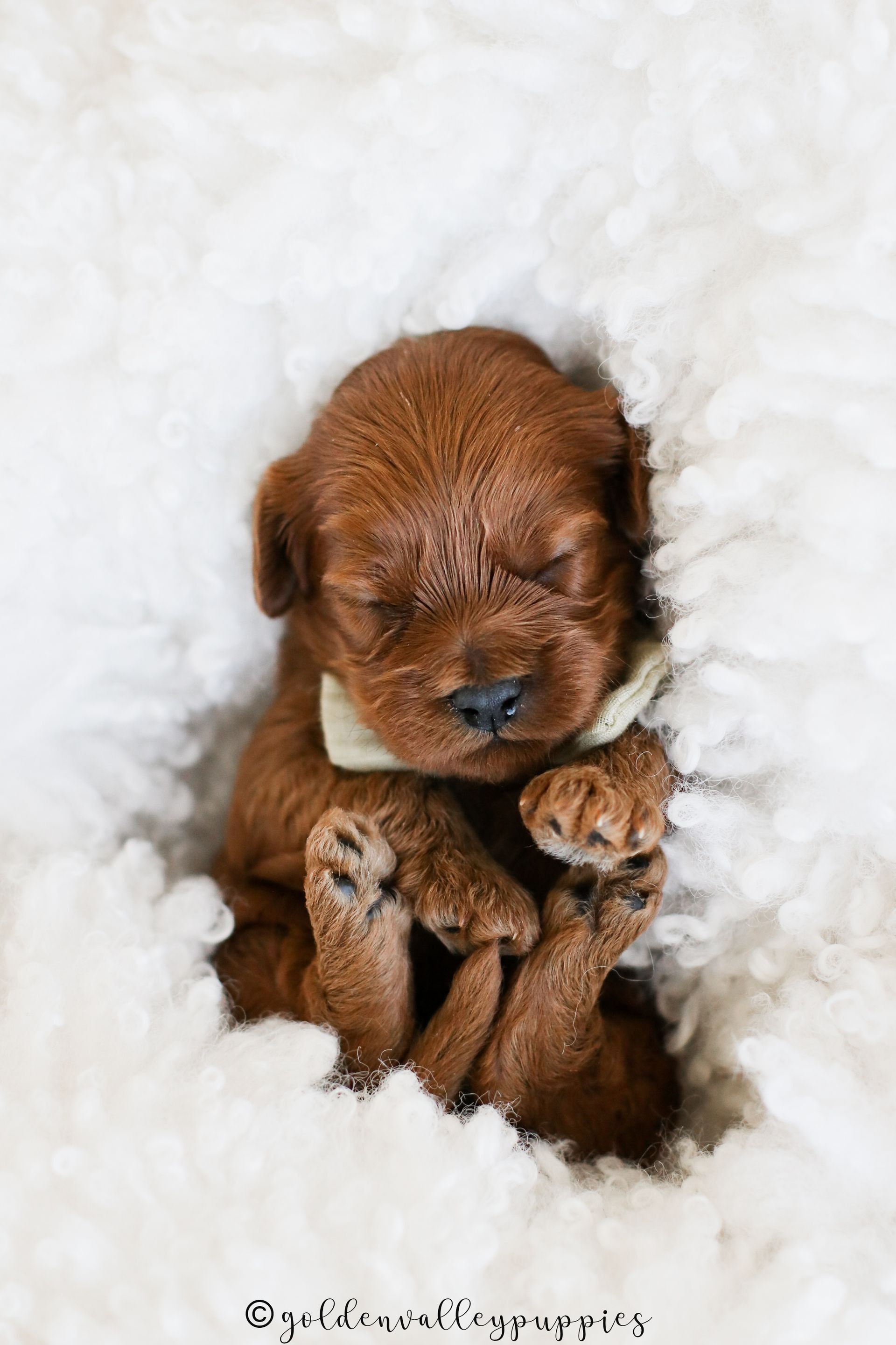 Ember’s Cavapoo Puppies | Toy & Mini Cavapoos Iowa
