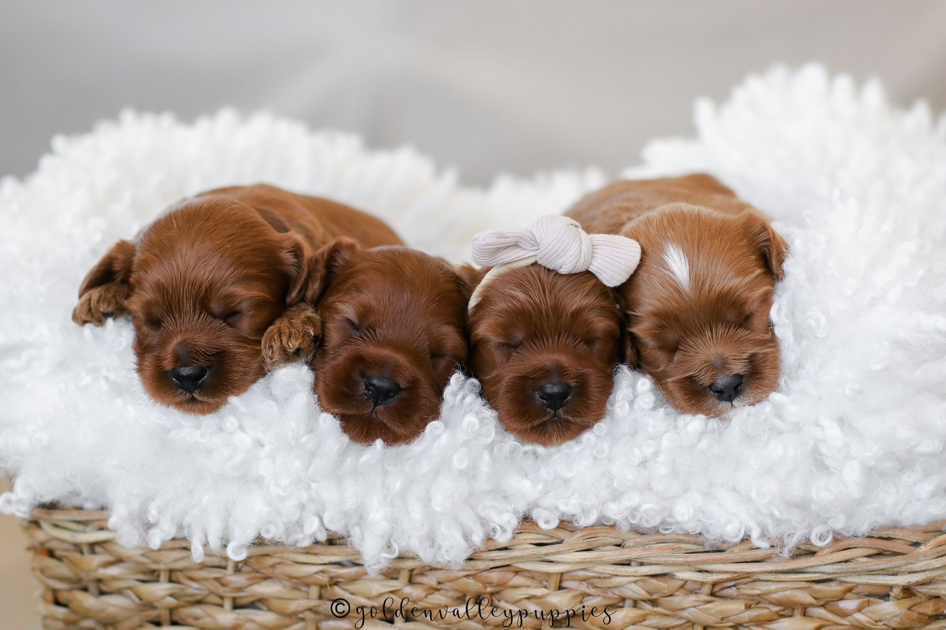 Ember’s Cavapoo Puppies | Toy & Mini Cavapoos Iowa