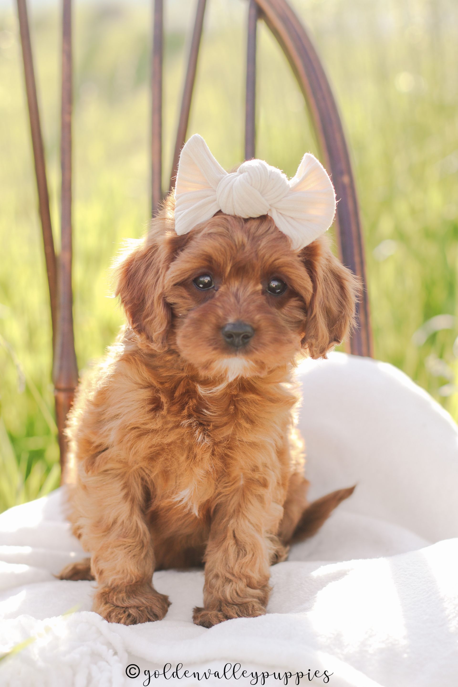 Cavapoo Litter, Cavapo puppy, Cavapoo Puppies near me