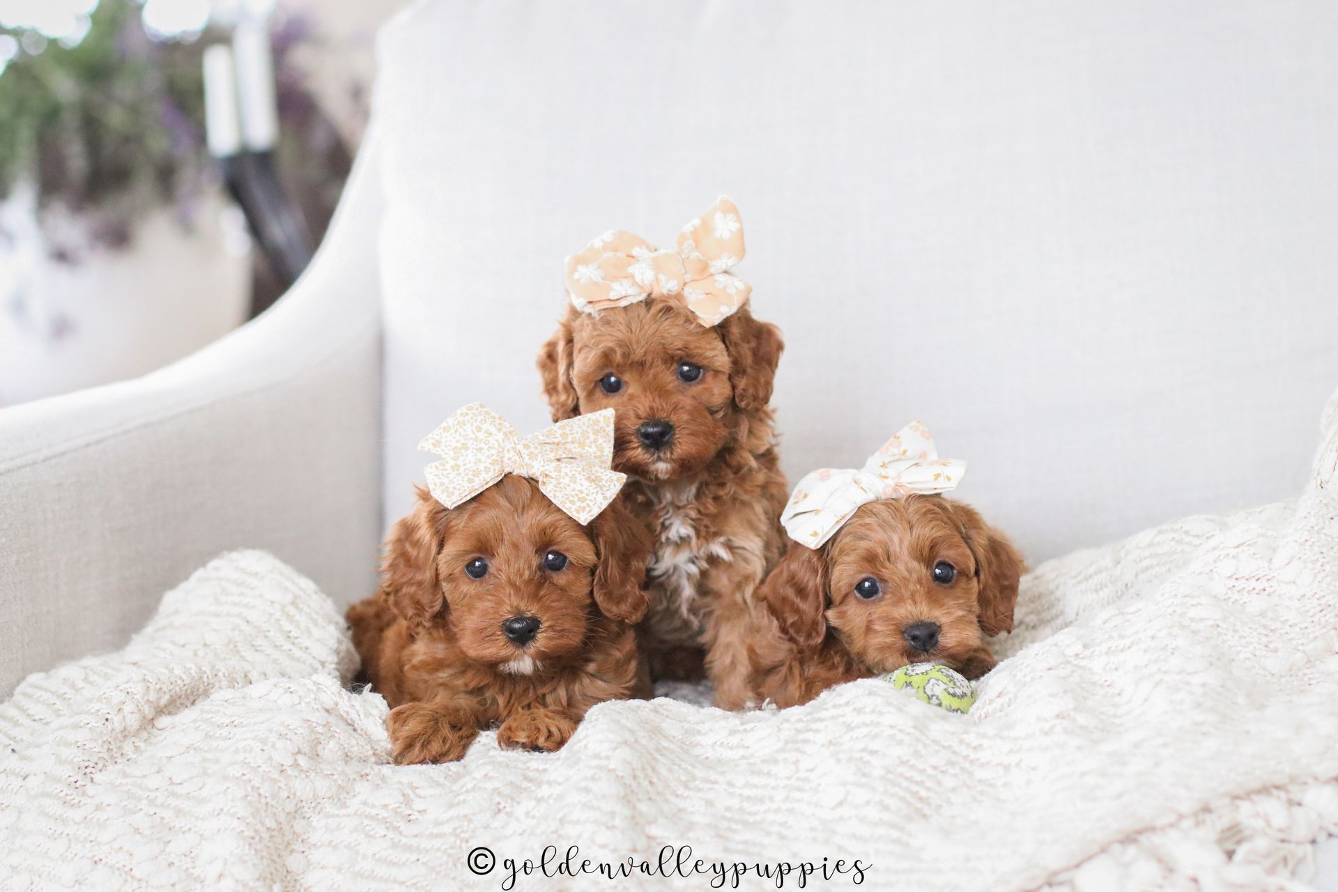 Cavapoo, Cavapoo Puppies for sale, Cavapoo puppy, Cavadoodle, Doodle, Puppy for sale, Puppies for sale, Cavapoo Adoption, Cavapoo Breeder, Cavapoo breeder near me, Cavapoo Breeder, Cavapoo Puppies