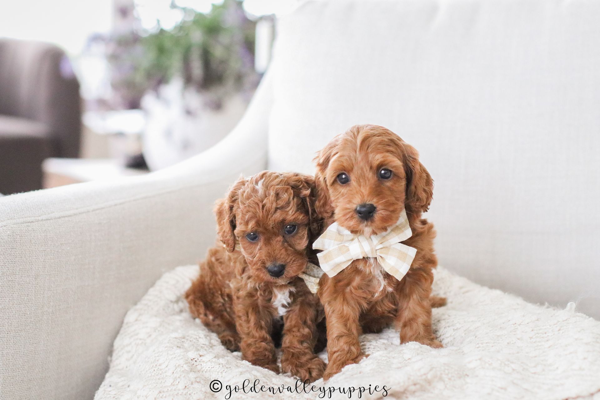 Cavapoo, Cavapoo Puppies for sale, Cavapoo puppy, Cavadoodle, Doodle, Puppy for sale, Puppies for sale, Cavapoo Adoption, Cavapoo Breeder, Cavapoo breeder near me, Cavapoo Breeder, Cavapoo Puppies
