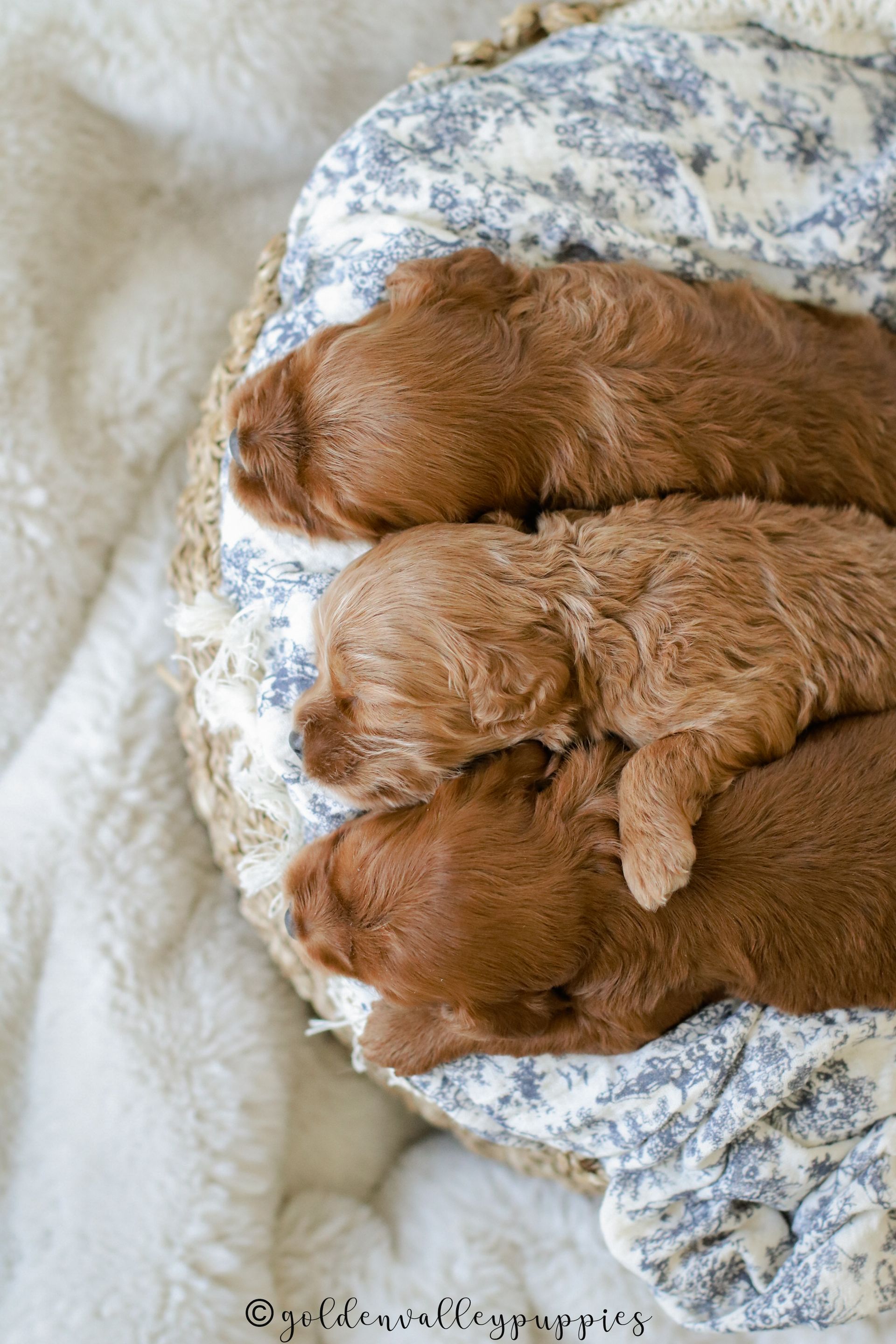 Golden Valley Cavapoo Puppy, cavapoo breeder