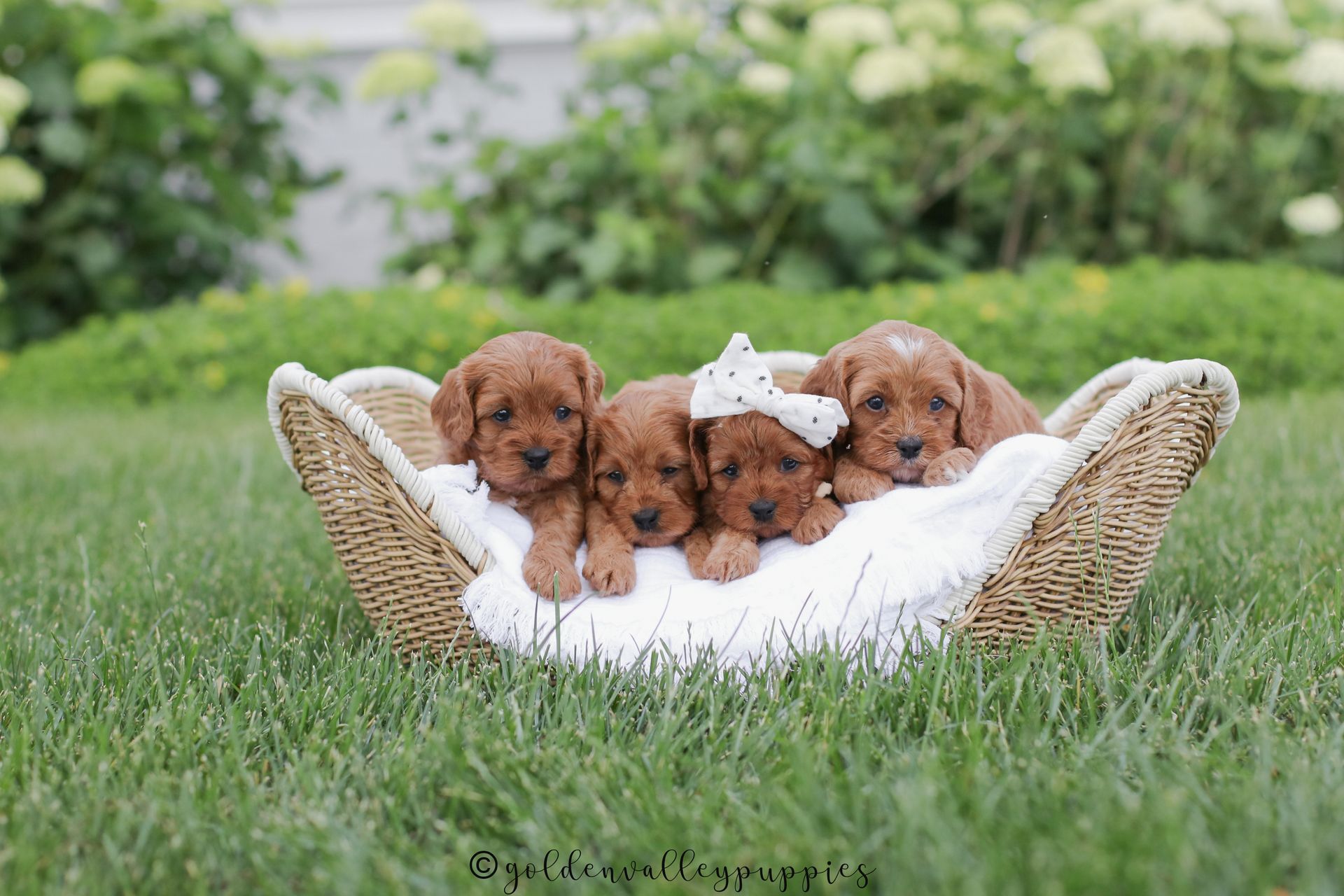 Available cavapoo puppy near me, Cavapoo breeder near me, Cavapoo Puppy for sale